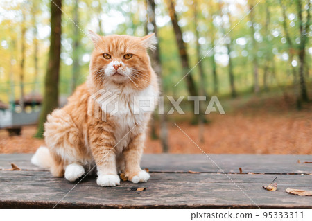 A fluffy white-and-red striped cat sits on a wooden bench in the Park and looks at it with a frown. In the background, fallen leaves and trees A fluffy white-and-red striped cat sits on a wooden bench in the Park and looks at it with a frown. In the background, fallen leaves and trees 95333311