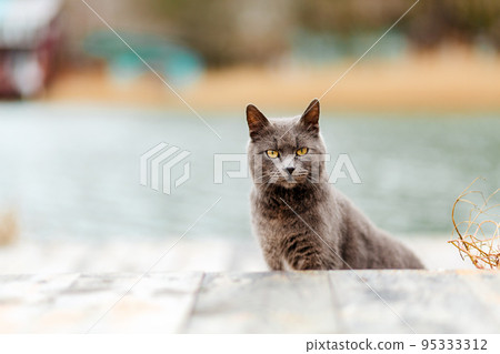 Portrait of smoky gray cat looking to the side. Copy space. The concept of Pets and their care Portrait of smoky gray cat looking to the side. Copy space. The concept of Pets and their care 95333312