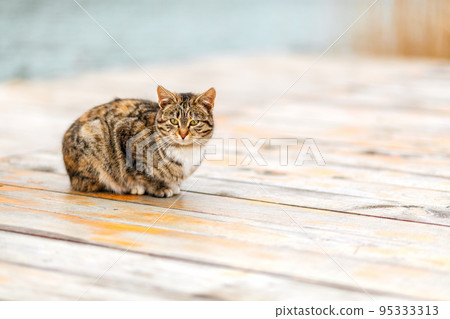 A brown tabby cat sits on a white wooden porch. Copy space. Concept of homeless animals and shelter for them A brown tabby cat sits on a white wooden porch. Copy space. Concept of homeless animals and shelter for them 95333313