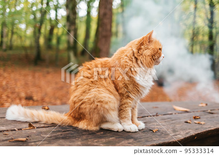 A fluffy white-and-red striped cat sits on a wooden bench in the Park and looks to the right, turning its face away. In the background, fallen leaves, trees and smoke from the bonfire A fluffy white-and-red striped cat sits on a wooden bench in the Park and looks to the right, turning its face away. In the background, fallen leaves, trees and smoke from the bonfire 95333314