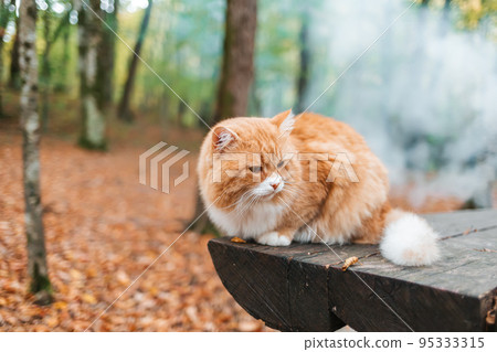 A fluffy white-and-red tabby cat lies on a wooden bench in the Park and looks away. In the background, fallen leaves, trees and smoke from the bonfire 95333315