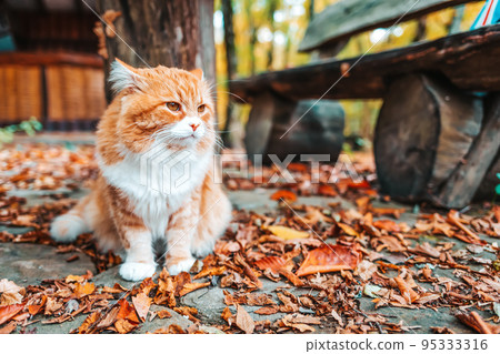 Fluffy white-red striped cat with a sleepy face sitting on the ground strewn with leaves. In the background, a wooden bench, a house and a yard Fluffy white-red striped cat with a sleepy face sitting on the ground strewn with leaves. In the background, a wooden bench, a house and a yard 95333316