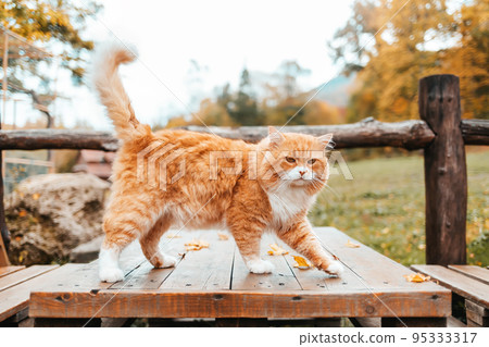 A fluffy white-and-red striped cat stands on a wooden table and poses. In the background, a wooden fence and a Park A fluffy white-and-red striped cat stands on a wooden table and poses. In the background, a wooden fence and a Park 95333317