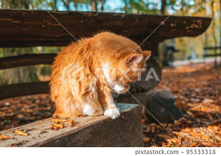 A fluffy white-and-red striped cat sits on a wooden bench and washes its face with its paw. In the background, a wooden table and a Park. Close up A fluffy white-and-red striped cat sits on a wooden bench and washes its face with its paw. In the background, a wooden table and a Park. Close up 95333318