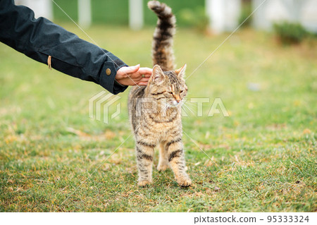 A woman strokes a delicate striped brown cat. Cat close-up. Green grass in the background. The concept of caring for Pets A woman strokes a delicate striped brown cat. Cat close-up. Green grass in the background. The concept of caring for Pets 95333324