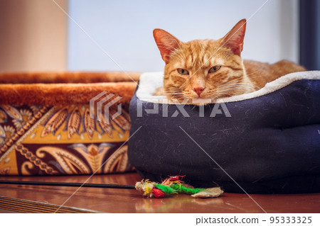 red cat resting in a basket next to his toy red cat resting in a basket next to his toy 95333325