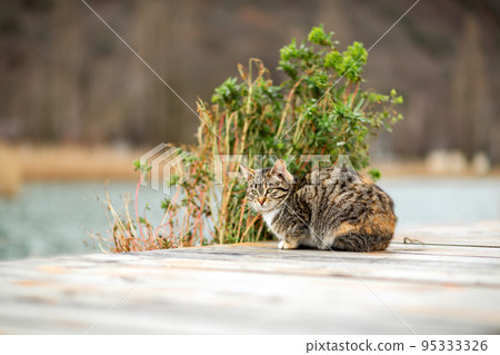 A striped brown cat sits on a wooden dock, next to a green Bush. In the background, a blurred background of nature and the river. Copy space A striped brown cat sits on a wooden dock, next to a green Bush. In the background, a blurred background of nature and the river. Copy space 95333326