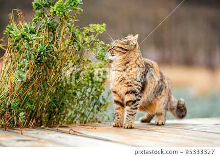 A striped brown cat sniffs a green plant and its leaves. Copy space. In the background, a blurred background of nature and the river A striped brown cat sniffs a green plant and its leaves. Copy space. In the background, a blurred background of nature and the river 95333327