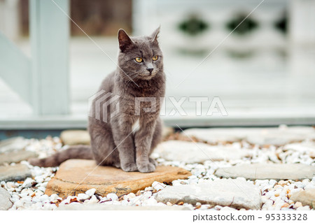 A grey Shorthair cat sits on a stone near the porch of the house. Copy space. Concept of homeless animals and shelter for them A grey Shorthair cat sits on a stone near the porch of the house. Copy space. Concept of homeless animals and shelter for them 95333328