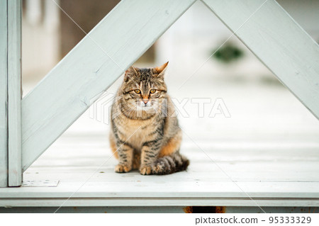 A brown tabby cat sits sad on a white wooden porch. White background. Concept of homeless animals and shelter for them A brown tabby cat sits sad on a white wooden porch. White background. Concept of homeless animals and shelter for them 95333329