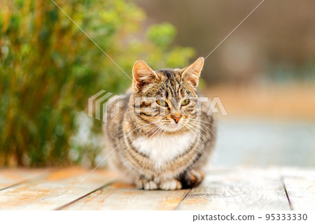 A brown tabby cat sits on a white wooden porch. A Bush in a blur in the background. Close up. Concept of homeless animals and shelter for them A brown tabby cat sits on a white wooden porch. A Bush in a blur in the background. Close up. Concept of homeless animals and shelter for them 95333330