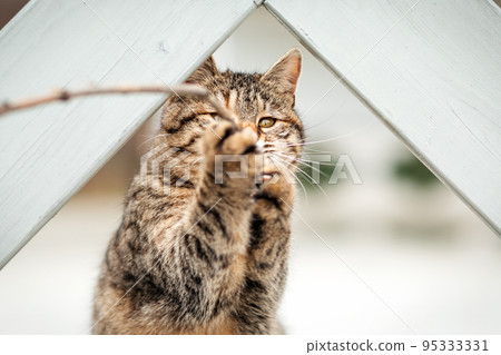 A brown striped cute cat caught a twig in its paws. Muzzle and paws close-up. Cat games. White background 95333331