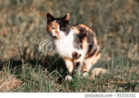A sad homeless cat sits on the grass. Concept of protection of animals A sad homeless cat sits on the grass. Concept of protection of animals 95333332