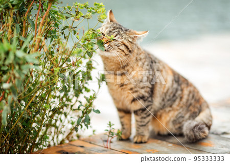 A striped brown cat sniffs a green plant and its leaves. Blurred background in the background A striped brown cat sniffs a green plant and its leaves. Blurred background in the background 95333333