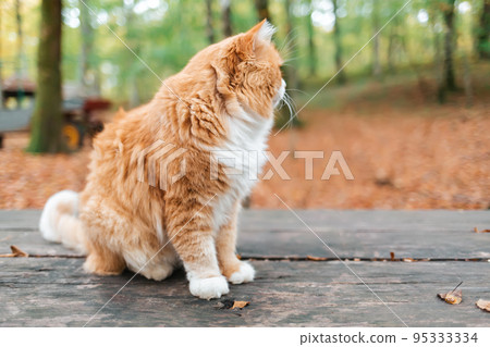 A fluffy white-and-red striped cat sits on a wooden bench in the Park, with its muzzle turned away. In the background, fallen leaves and trees. Copy space 95333334