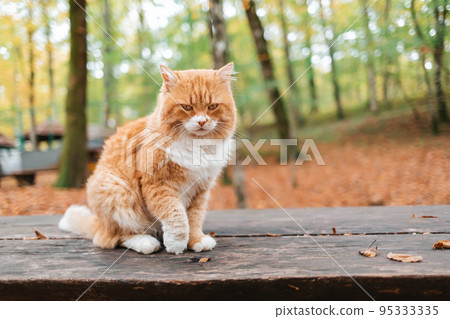 A fluffy white-and-red striped cat sits on a wooden bench in the Park and looks away, frowning. In the background, fallen leaves and trees. Copy space 95333335