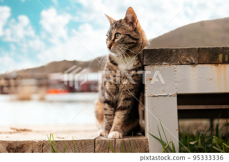 Protection of pets. A stray tabby cat sits near the steps. World Cat Day concept Protection of pets. A stray tabby cat sits near the steps. World Cat Day concept 95333336