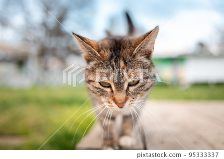 Protection of pets. Cat face close-up. A striped stray cat walks in the park Protection of pets. Cat face close-up. A striped stray cat walks in the park 95333337