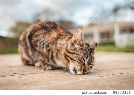 Protection of pets. Homeless hungry tabby cat eats food on the street. Close-up. Shelter for homeless animals Protection of pets. Homeless hungry tabby cat eats food on the street. Close-up. Shelter for homeless animals 95333338