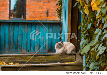 Furry cat sitting on veranda. Autumn colors. Rest alone. Furry cat sitting on veranda. Autumn colors. Rest alone. 95333339
