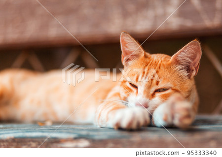 Portrait of a red-haired stray cat sleeps on a bench. Animal protection and adoption concept Portrait of a red-haired stray cat sleeps on a bench. Animal protection and adoption concept 95333340