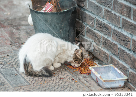 A stray cat eats dry food piled up near a dirty bowl and dumpster. Concept of pet care and protection A stray cat eats dry food piled up near a dirty bowl and dumpster. Concept of pet care and protection 95333341