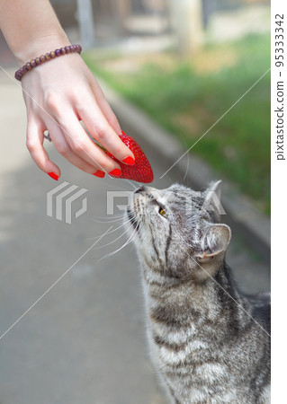 The woman is holding a berry strawberry and feeds it cat The woman is holding a berry strawberry and feeds it cat 95333342