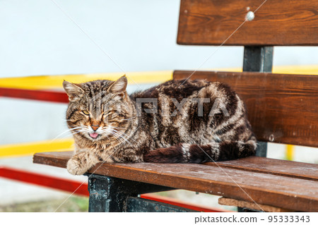 A sad old cat with a serious face and protruding tongue is sitting on a bench. Copy space. Concept of protection of homeless animals A sad old cat with a serious face and protruding tongue is sitting on a bench. Copy space. Concept of protection of homeless animals 95333343