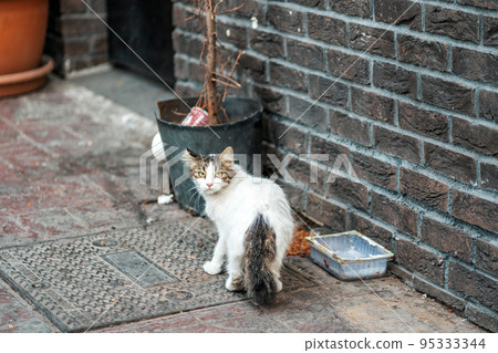 A stray cat looks around fearfully, standing near a trash can and a dirty bowl. Concept of pet care and protection A stray cat looks around fearfully, standing near a trash can and a dirty bowl. Concept of pet care and protection 95333344