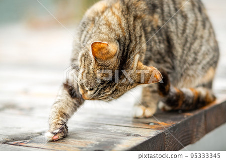 A brown tabby cat sits on a wooden porch and licks its paw. The concept of Pets and their care A brown tabby cat sits on a wooden porch and licks its paw. The concept of Pets and their care 95333345