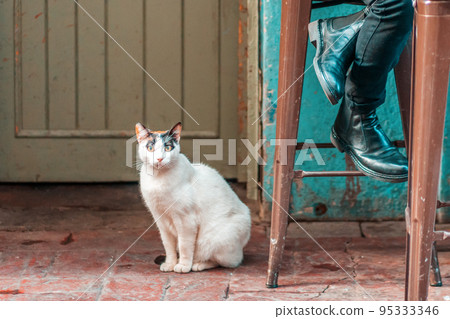 A stray cat sits under the door of the shelter, next to a chair on which a person is sitting. Concept of pet care and protection A stray cat sits under the door of the shelter, next to a chair on which a person is sitting. Concept of pet care and protection 95333346