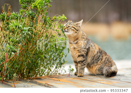 A striped brown cat sniffs a green plant and its leaves. In the background, a blurred background of nature and the river A striped brown cat sniffs a green plant and its leaves. In the background, a blurred background of nature and the river 95333347