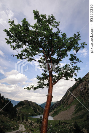 Tree near the lakes of San Bernolfo and Colle Lounge (italy) 95333356