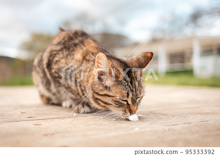 A woman is reading a book and stroking a rabbit sitting on her lap. Close-up of the animal's face. Concept of reading and relaxing A woman is reading a book and stroking a rabbit sitting on her lap. Close-up of the animal's face. Concept of reading and relaxing 95333392