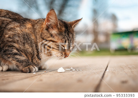 A woman is reading a book and stroking a rabbit sitting on her lap. Close-up of the animal's face. Concept of reading and relaxing A woman is reading a book and stroking a rabbit sitting on her lap. Close-up of the animal's face. Concept of reading and relaxing 95333393