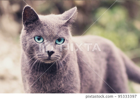 A woman is reading a book and stroking a rabbit sitting on her lap. Close-up of the animal's face. Concept of reading and relaxing A woman is reading a book and stroking a rabbit sitting on her lap. Close-up of the animal's face. Concept of reading and relaxing 95333397
