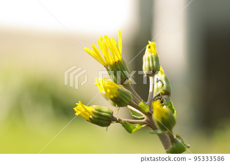 日本茨瓦布基的黃色花朵優雅而美麗。 95333586