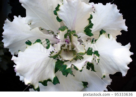 Ornamental Kale, special decorative variety of cabbage Ornamental Kale, special decorative variety of cabbage 95333636