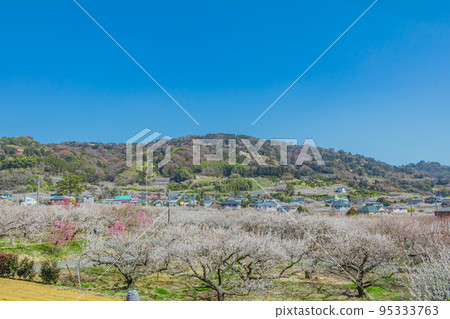 [Natural scenery of Kanagawa] Soga plum grove 95333763