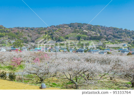 [Natural scenery of Kanagawa] Soga plum grove 95333764