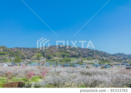 [Natural scenery of Kanagawa] Soga plum grove 95333765