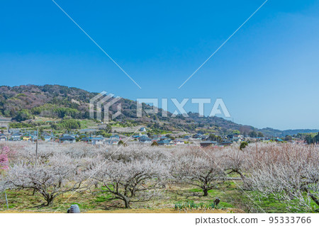 [Natural scenery of Kanagawa] Soga plum grove 95333766