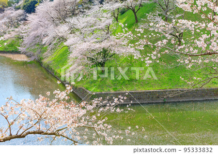 [Urban scenery of Tokyo] Cherry blossoms near Chidorigafuchi 95333832