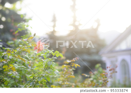 大氣秋季玫瑰圖像剪切 95333874