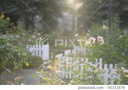 光線傾瀉而下的玫瑰園的圖像剪輯 95333876