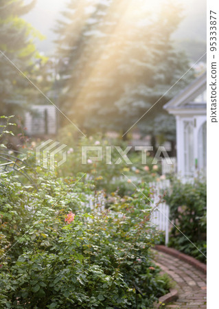 光線傾瀉而下的玫瑰園的圖像剪輯 95333877