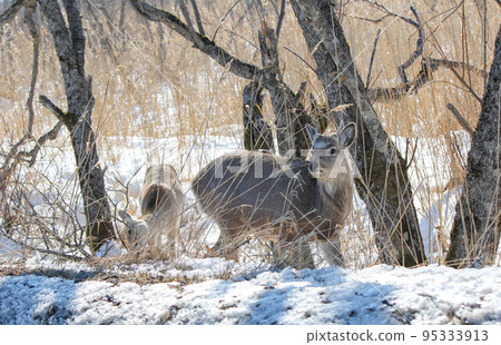 Herd of Yezo deer (Tsurui, Hokkaido) 95333913
