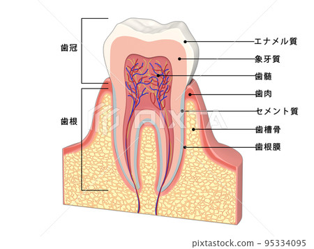 Tooth Tooth structure Human body diagram Illustration CG with text 95334095