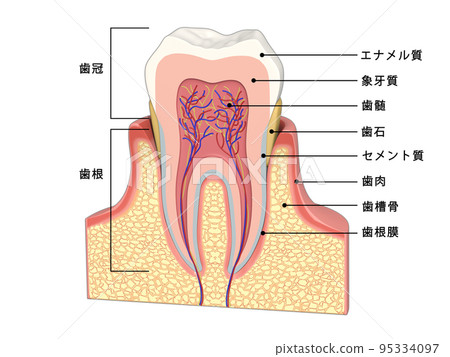 Tooth Tooth structure Human body diagram Illustration CG with text Tooth Tooth structure Human body diagram Illustration CG with text 95334097