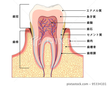 牙齒牙齒結構人體圖插圖 CG 與文本 95334101